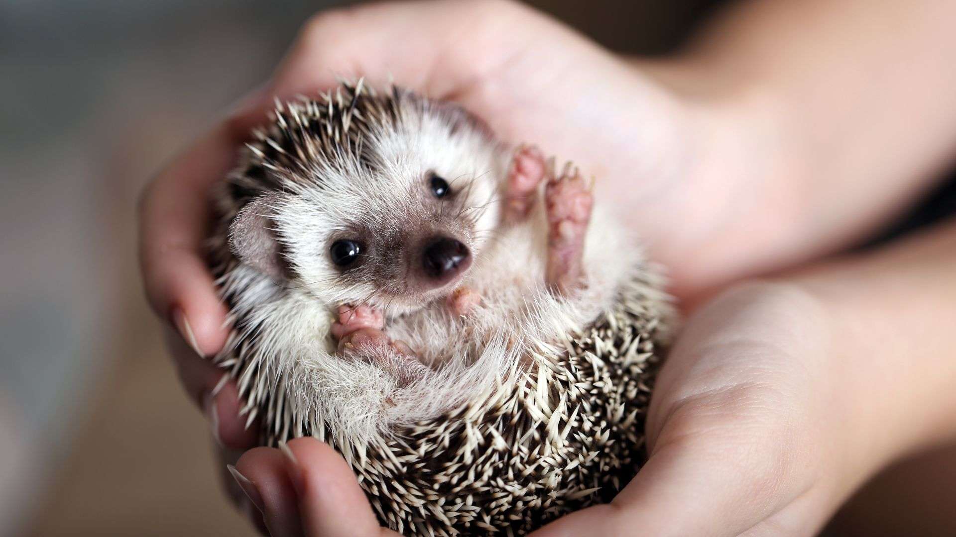Baby Hedgehogs Comprehensive Guide Baby Hedgehogs Comprehensive Guide