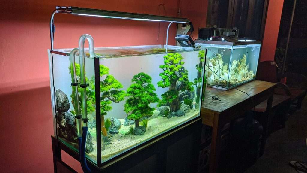 Picture of The A to Z of Aquarium Maintenance: Ensuring a Healthy Habitat for Your ...