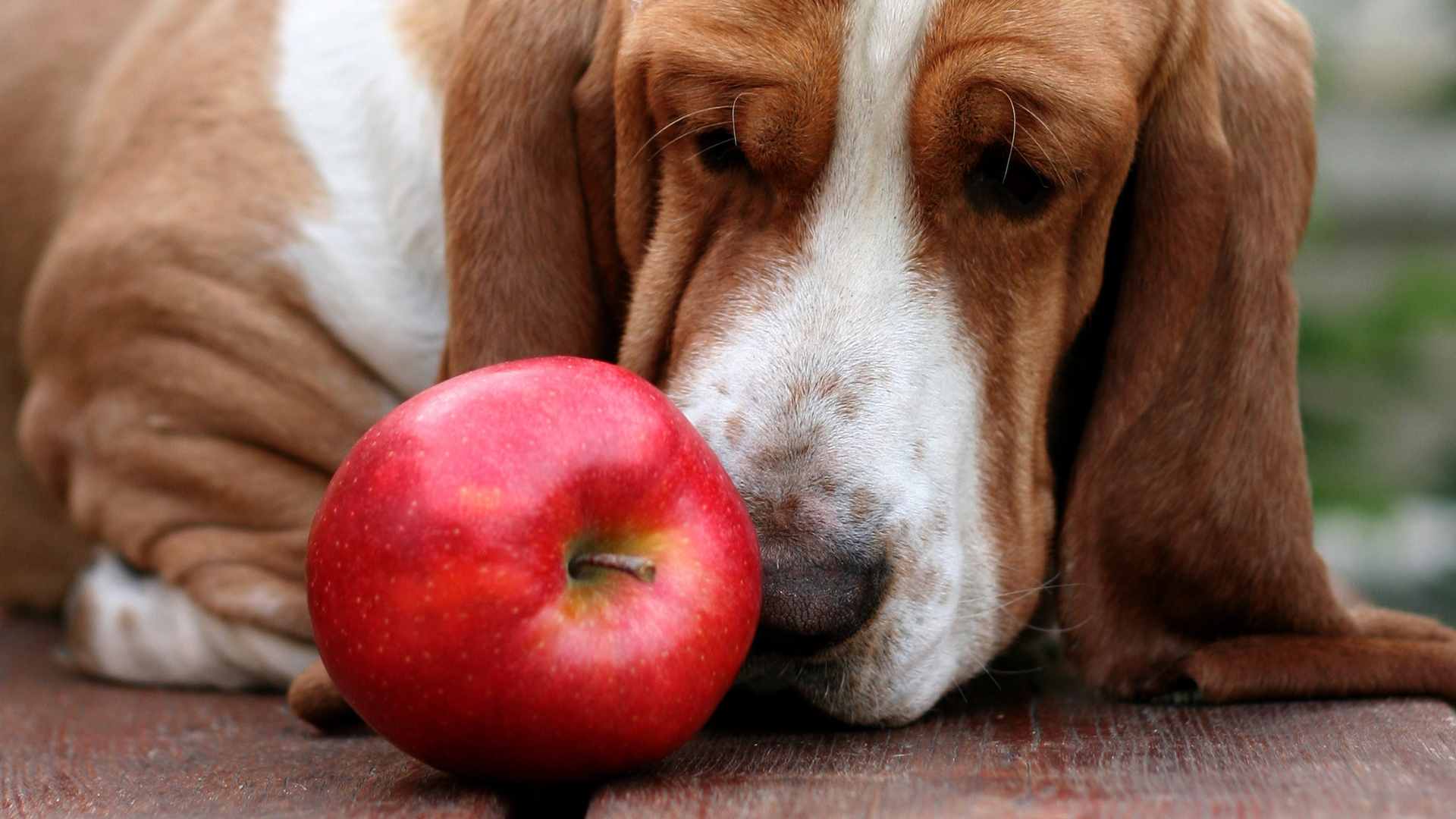 View of Can Dogs Eat Apples? The Ultimate Guide