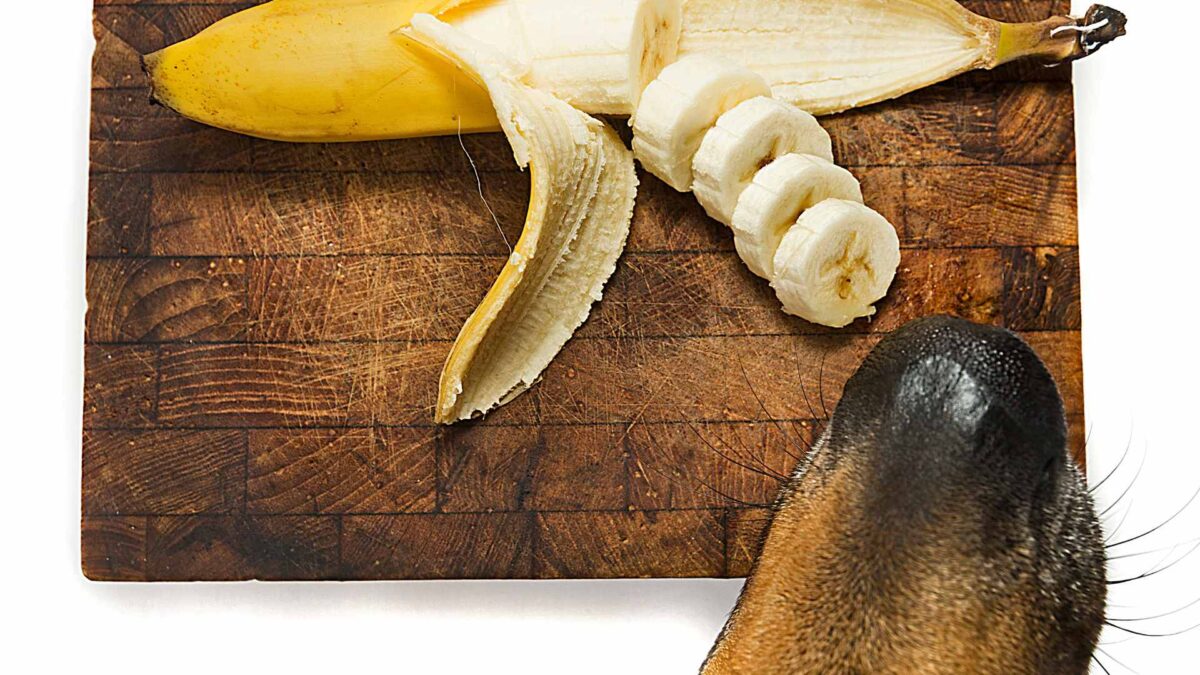 Image showcasing Can Dogs Eat Bananas? A Complete Guide