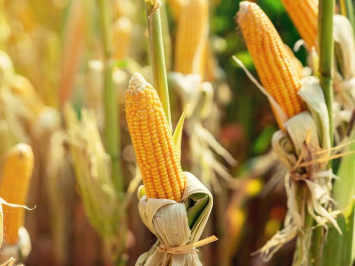 can dogs eat corn