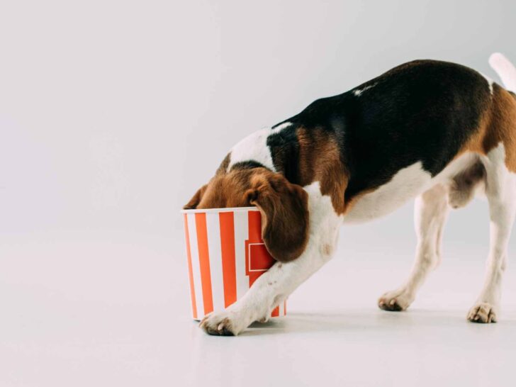 can dogs eat popcorn