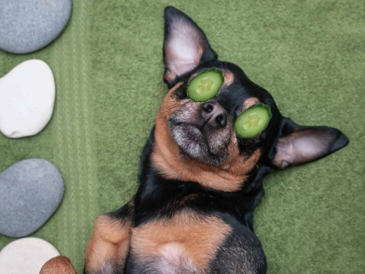 can dogs have cucumber