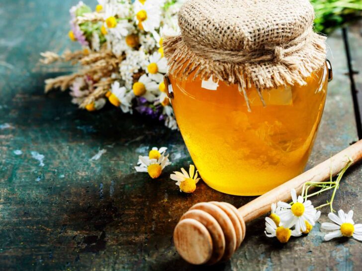 can dogs have honey