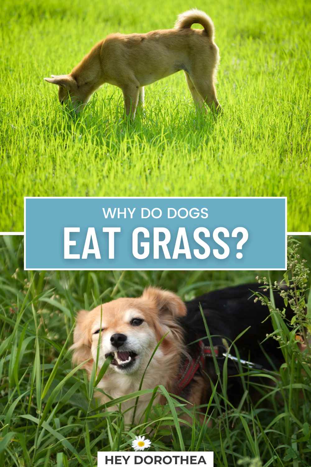 Picture of Why Do Dogs Eat Grass? The Ultimate Guide