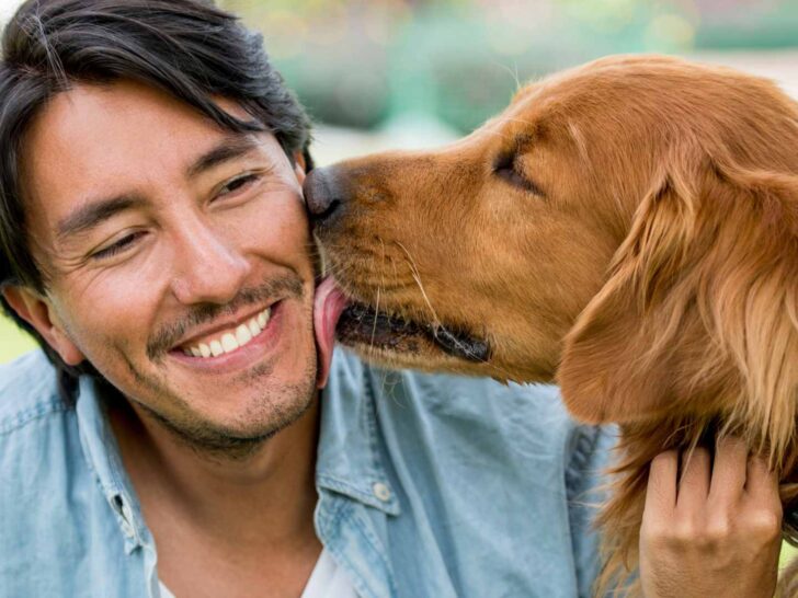 why do dogs lick you